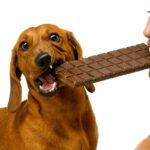 Chocolate para cachorro