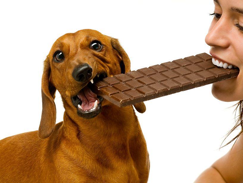 Chocolate para cachorro