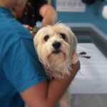 Cachorro no veterinário