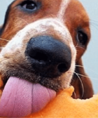 Cachorro pode comer melão