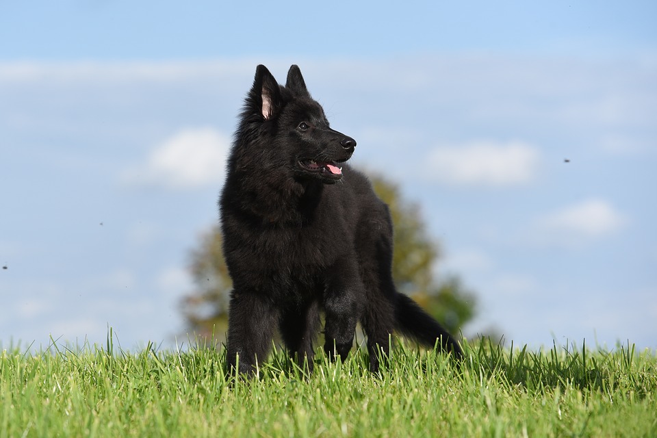 cão de guarda pastor belga