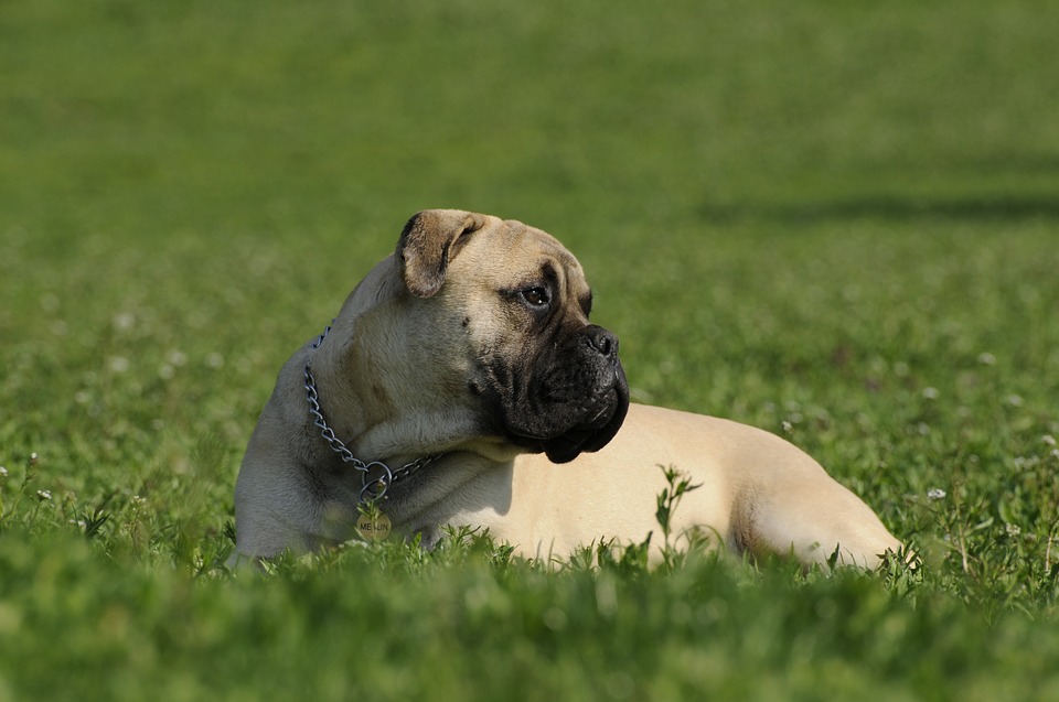 Bullmastiff cão de guarda
