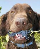 cachorro comeu uva