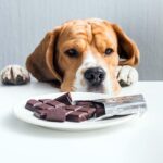 cachorro comeu chocolate