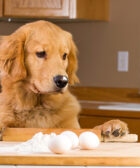 cachorro pode comer ovo