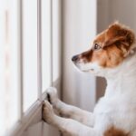 ansiedade de separação em cães