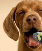 Paracetamol para cachorro