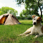 acampar com cães
