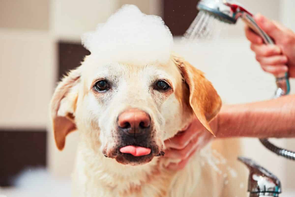 shampoo para cachorro