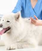 vacinação para cães