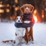cachorro sente frio