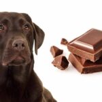 cachorro comeu chocolate