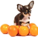 cachorro pode comer laranja