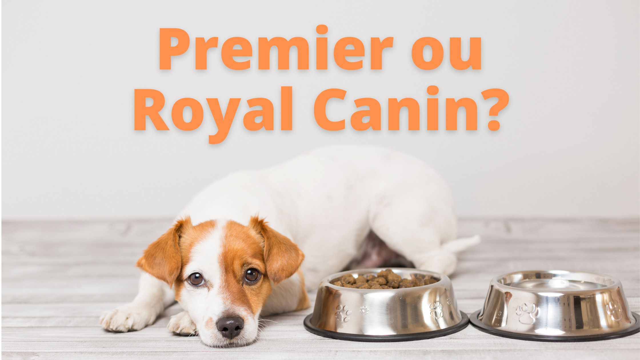 Premier ou Royal Canin: qual melhor ração para cães? - Tudo de Cachorro