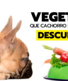 Vegetais que cães podem comer