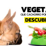 Vegetais que cães podem comer