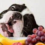 frutas para cães