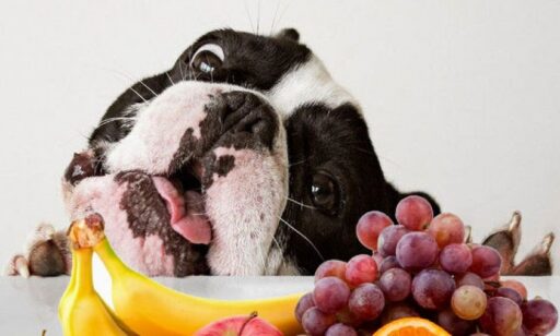 frutas para cães