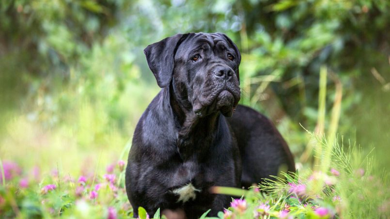 Vantagens de ter um Cane Corso