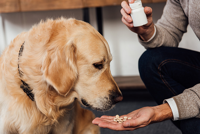paracetamol é seguro para cães