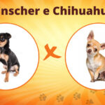Diferença entre Pinscher e Chihuahua