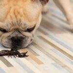 cachorro picado por escorpião