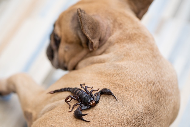 picada de escorpião em cachorro