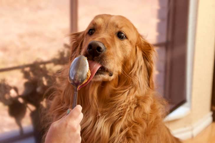 Cachorro pode comer amendoim