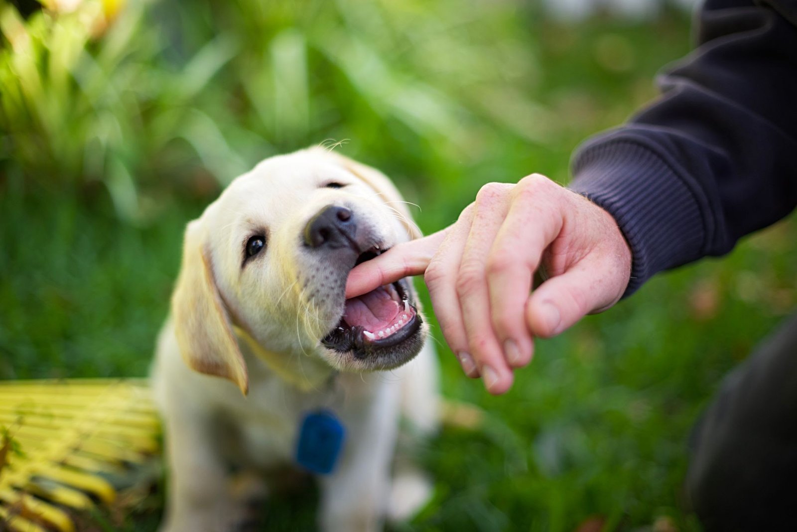 When Do Labrador Puppies Stop Biting? The Ultimate “Land Shark” Survival Guide